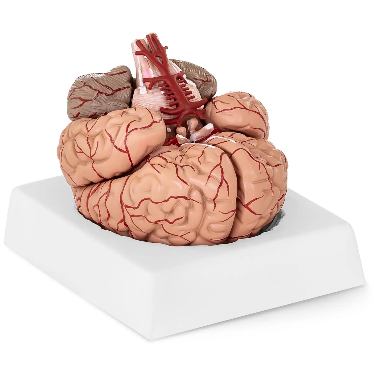 Anatominen malli - aivot - 9 segmenttiä - luonnollisessa koossa