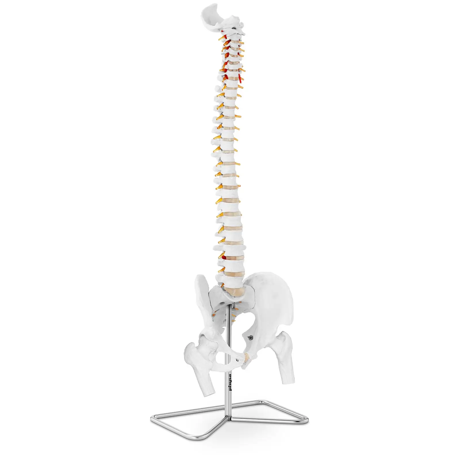 Anatominen malli - selkäranka