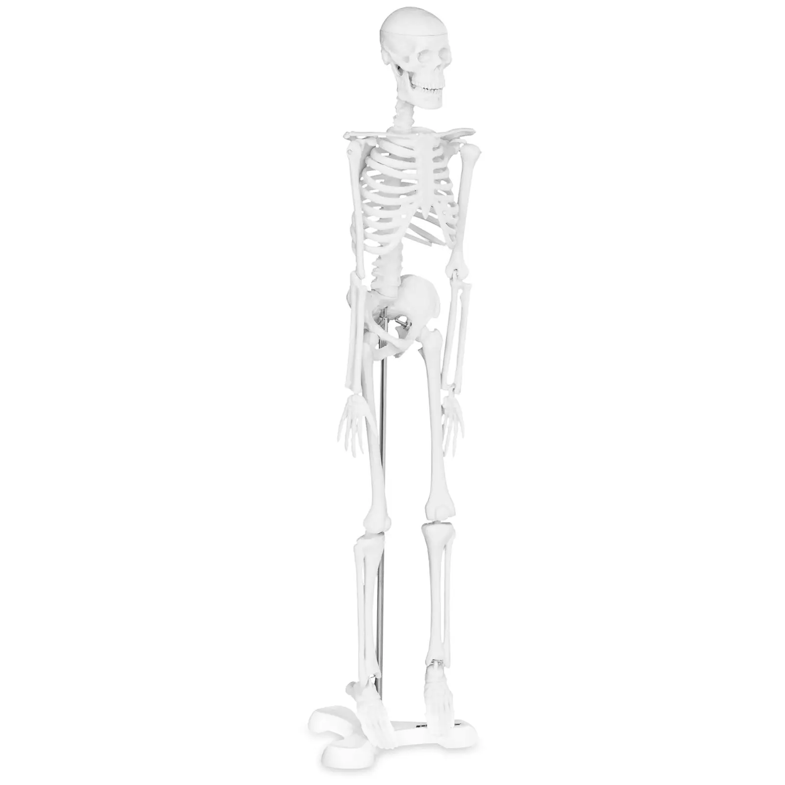 Anatominen malli - luuranko - 45 cm - mittasuhde 1:4