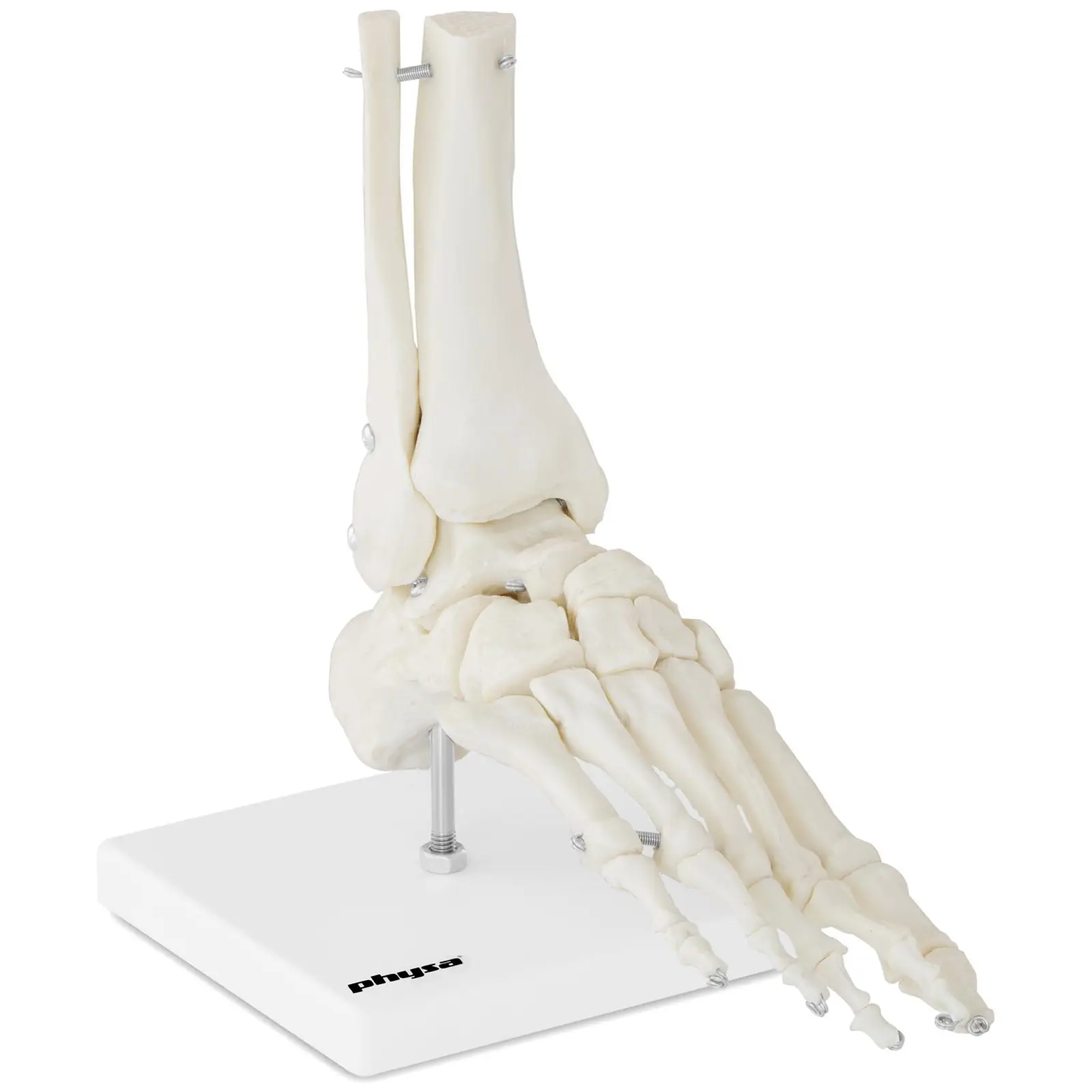 Anatominen malli - jalka